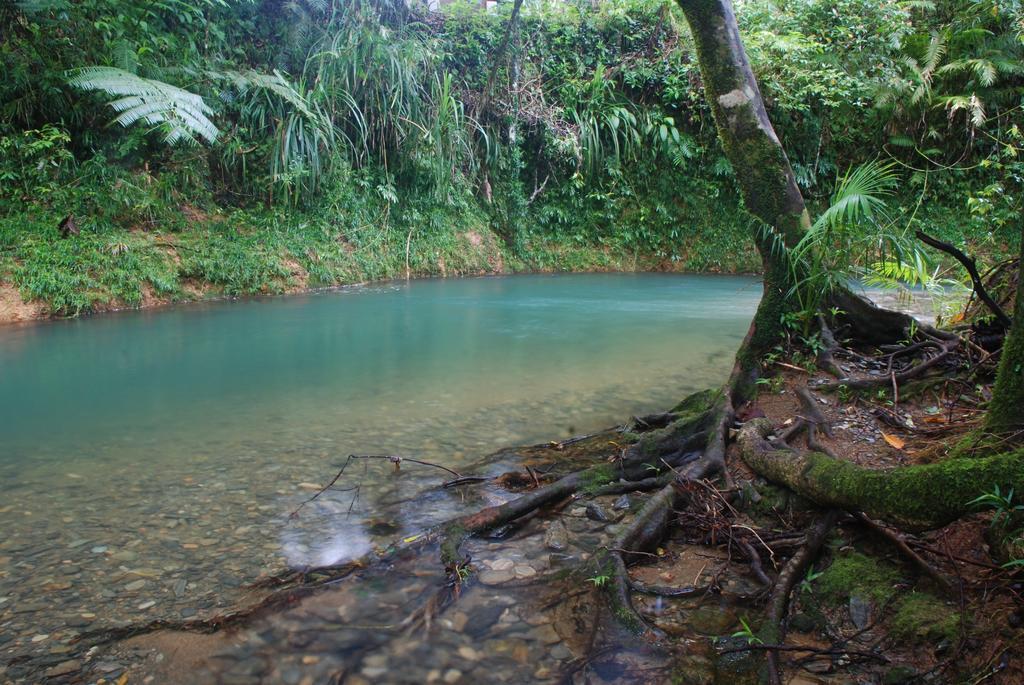 Heritage Lodge In The Daintree Cape Tribulation Exterior photo